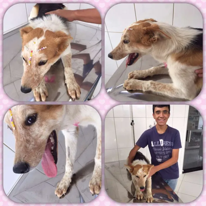 Cachorro ra a srd idade 1 ano nome Princesa