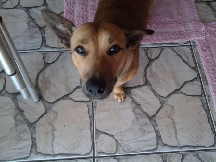 Cachorro ra a Indefinida idade 1 ano nome Sapeca