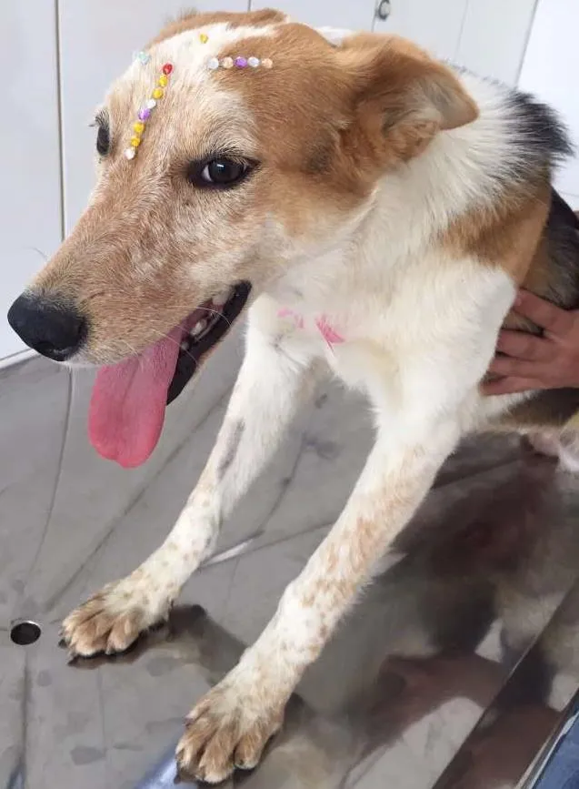Cachorro ra a srd idade 1 ano nome Princesa