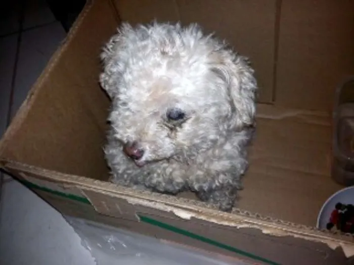 Cachorro ra a Poodle idade 6 ou mais anos nome menina