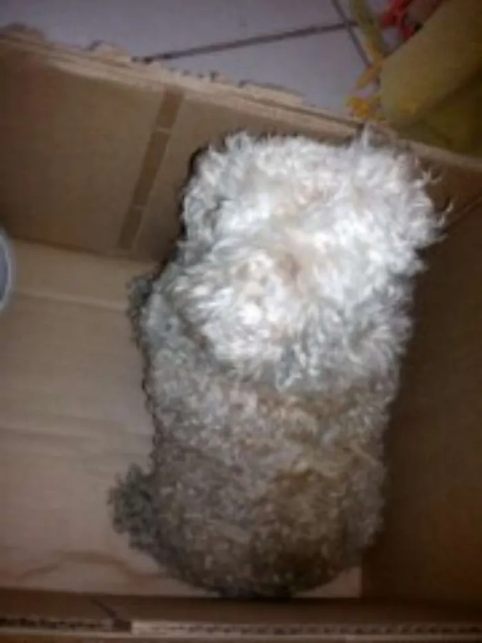 Cachorro ra a Poodle idade 6 ou mais anos nome menina