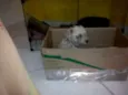 menina