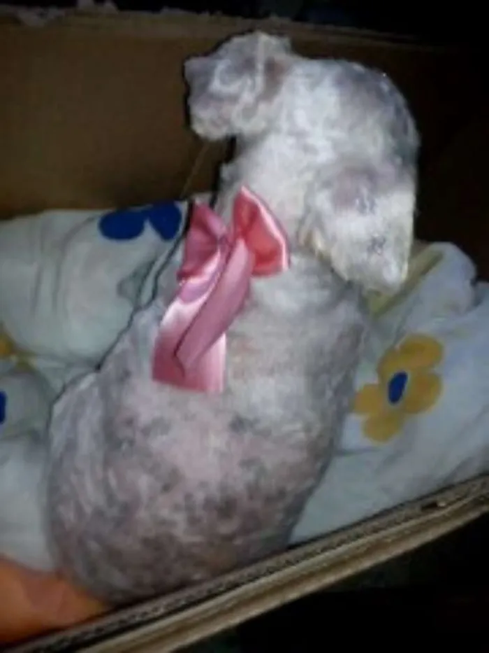 Cachorro ra a Poodle idade 6 ou mais anos nome menina