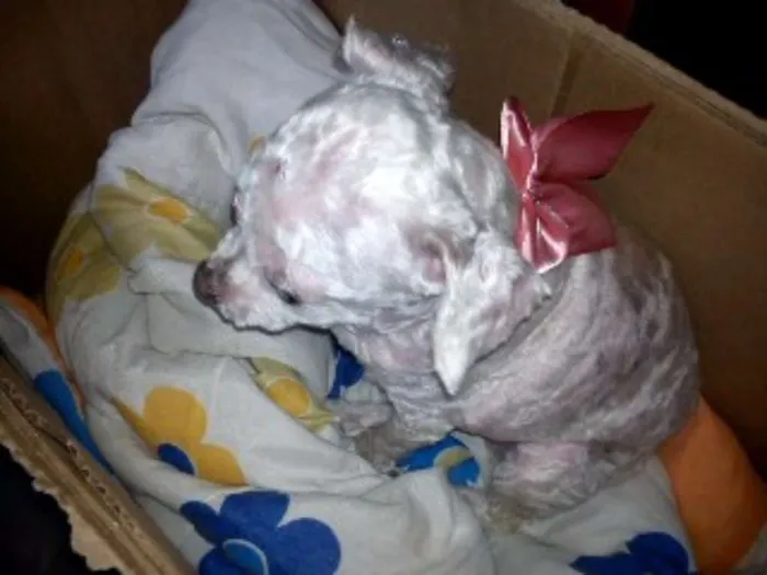 Cachorro ra a Poodle idade 6 ou mais anos nome menina