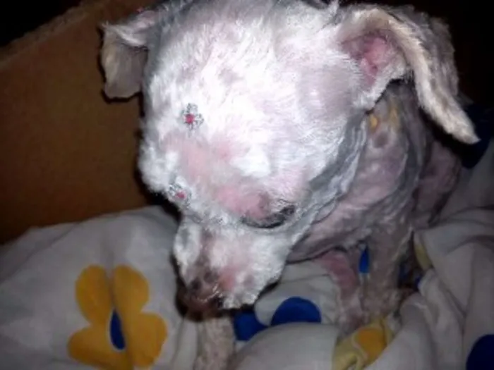 Cachorro ra a Poodle idade 6 ou mais anos nome menina