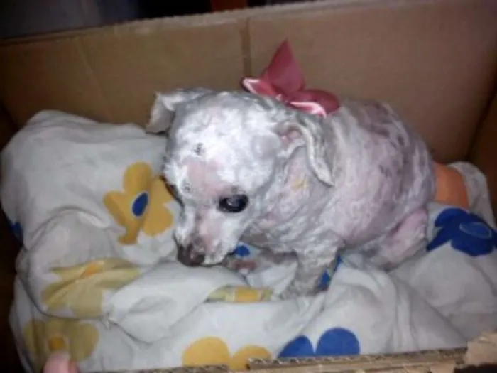 Cachorro ra a Poodle idade 6 ou mais anos nome menina