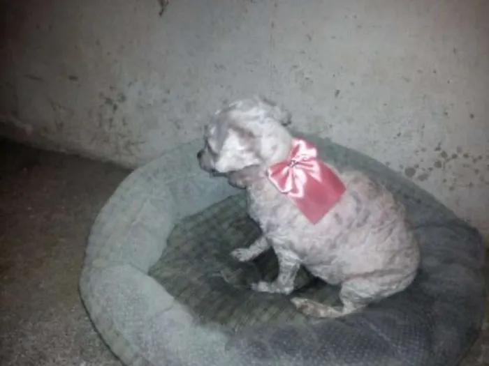 Cachorro ra a Poodle idade 6 ou mais anos nome menina