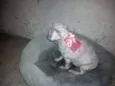 menina