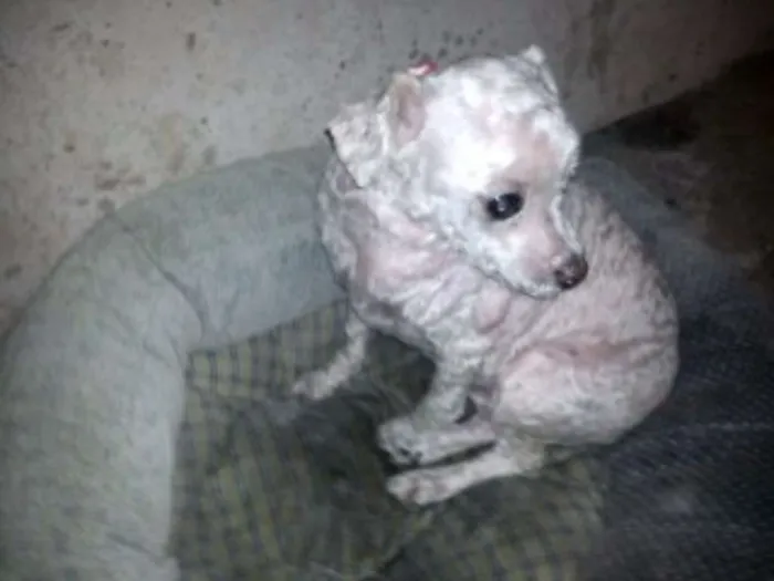 Cachorro ra a Poodle idade 6 ou mais anos nome menina