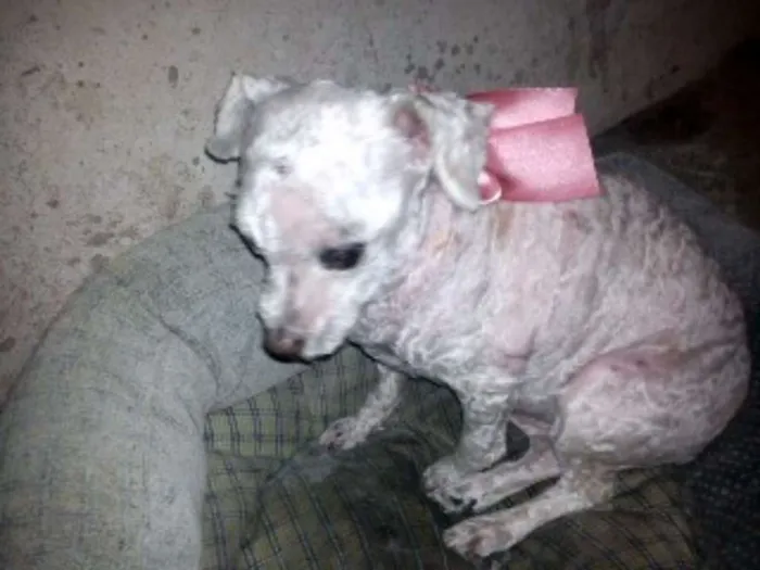 Cachorro ra a Poodle idade 6 ou mais anos nome menina