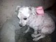 menina