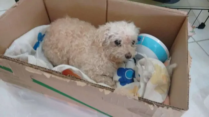 Cachorro ra a Poodle idade 6 ou mais anos nome menina