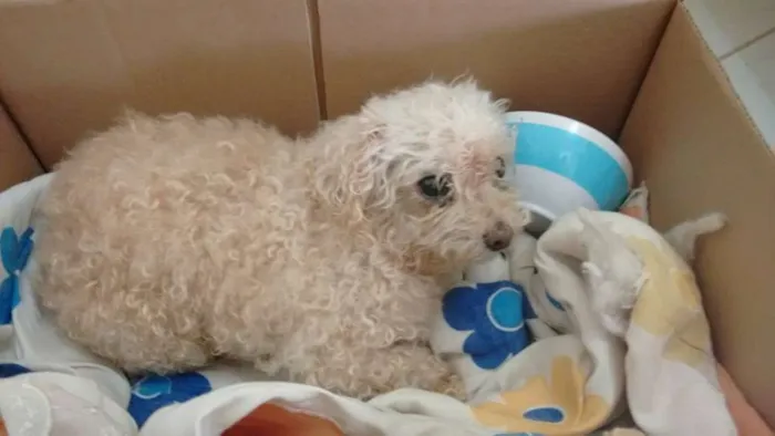 Cachorro ra a Poodle idade 6 ou mais anos nome menina