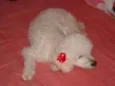 Nininha