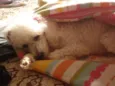Nininha