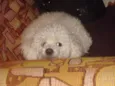 Nininha