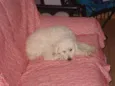 Nininha