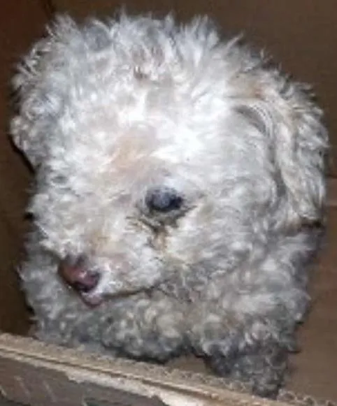 Cachorro ra a Poodle idade 6 ou mais anos nome menina