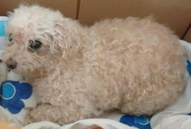 Cachorro ra a Poodle idade 6 ou mais anos nome menina