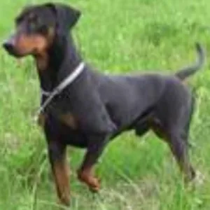 Cachorro raça Pinscher idade 2 a 6 meses nome nina