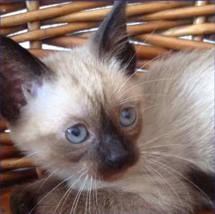 Gato ra a não sei idade Abaixo de 2 meses nome John