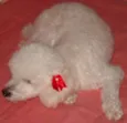 Nininha