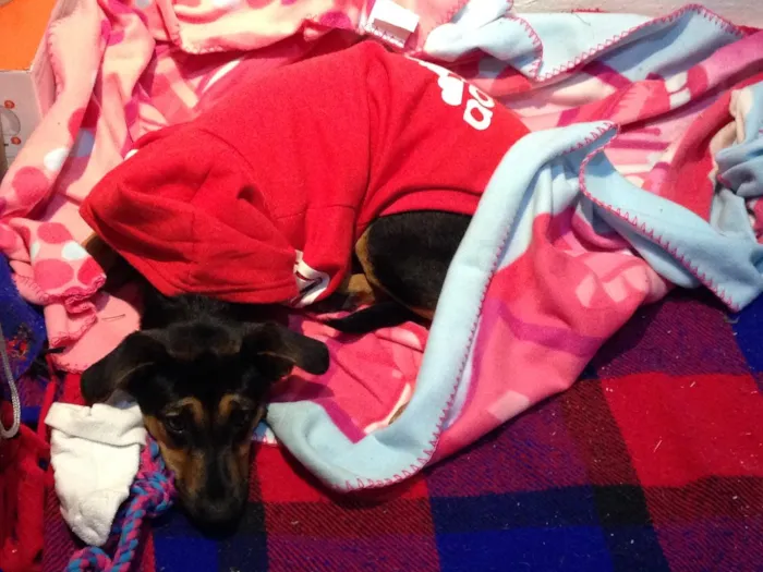 Cachorro ra a SRD idade  nome Melissa