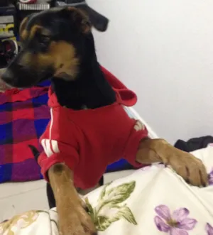 Cachorro raça SRD idade  nome Melissa