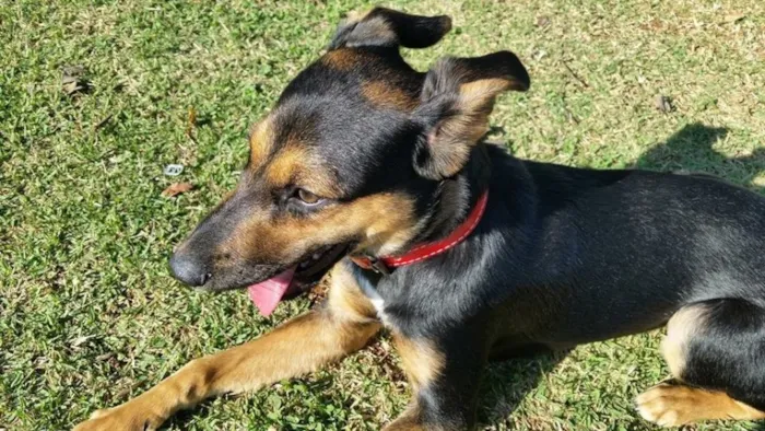 Cachorro ra a SRD idade  nome Melissa