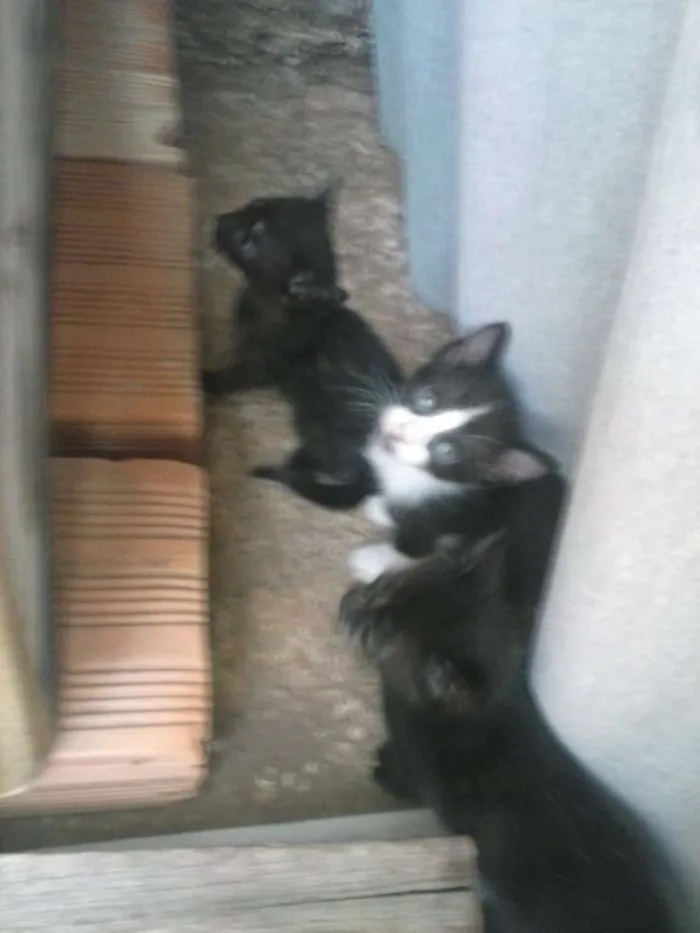 Gato raça  idade Abaixo de 2 meses nome sem nome