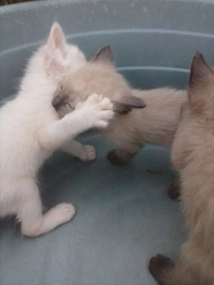 Gato raça  idade Abaixo de 2 meses nome sem nome