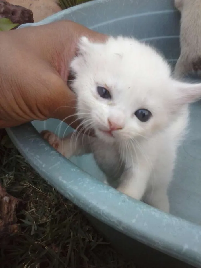 Gato raça  idade Abaixo de 2 meses nome sem nome
