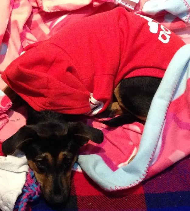 Cachorro ra a SRD idade  nome Melissa