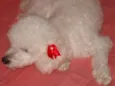 Nininha