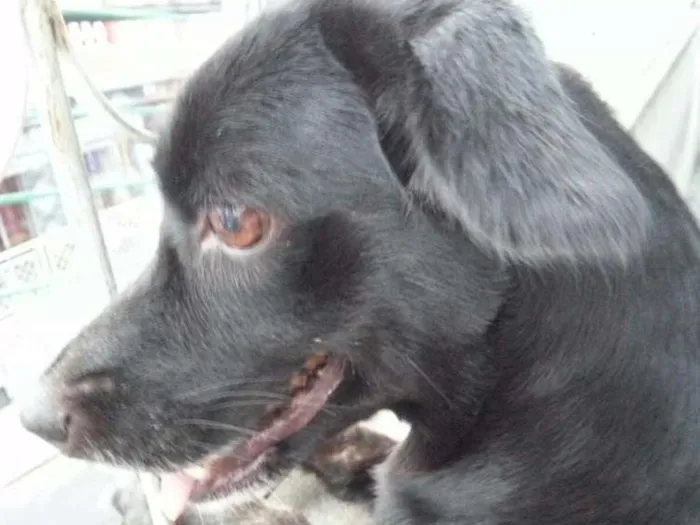 Cachorro raça Pit-Bull com Cofap idade 6 ou mais anos nome Lili