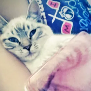 Gato raça sem definição  idade 7 a 11 meses nome sacura
