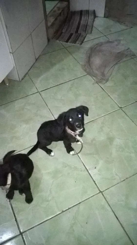 Cachorro ra a vira lata idade 2 a 6 meses nome Bob e Moranguinho 