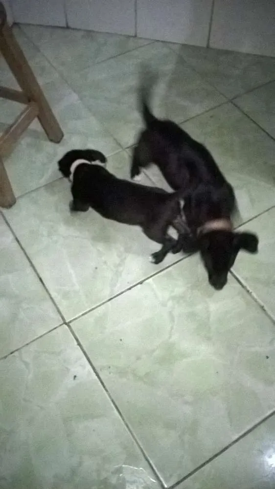 Cachorro ra a vira lata idade 2 a 6 meses nome Bob e Moranguinho 