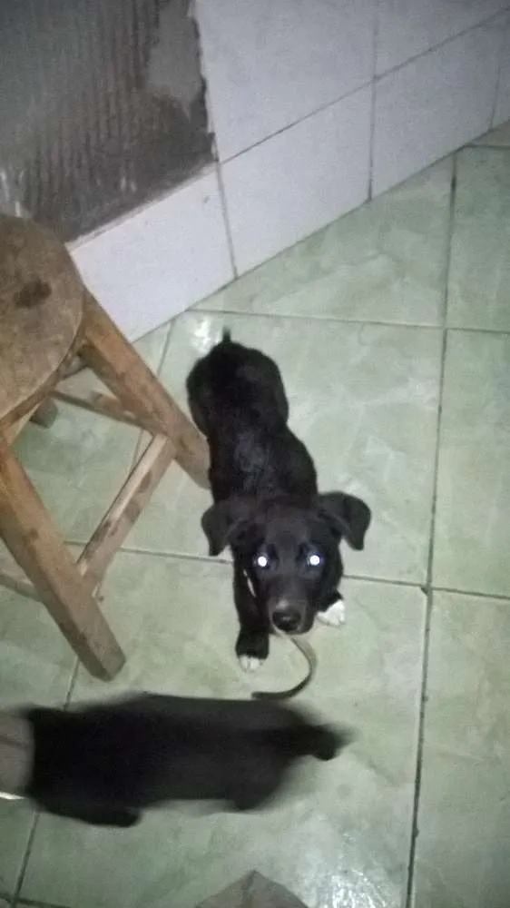 Cachorro ra a vira lata idade 2 a 6 meses nome Bob e Moranguinho 