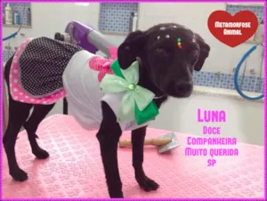 Cachorro raça SRD idade 7 a 11 meses nome Luna
