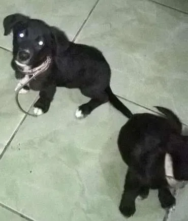 Cachorro ra a vira lata idade 2 a 6 meses nome Bob e Moranguinho 