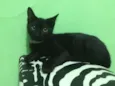 Gato raça sem raça idade Abaixo de 2 meses nome Neguinho