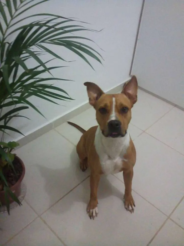 Cachorro raça Pit-Bull idade 2 anos nome BIA