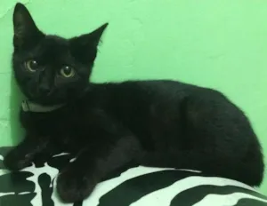 Gato raça sem raça idade Abaixo de 2 meses nome Neguinho