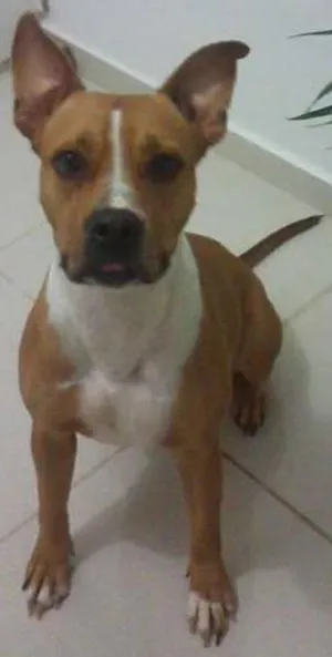 Cachorro raça Pit-Bull idade 2 anos nome BIA