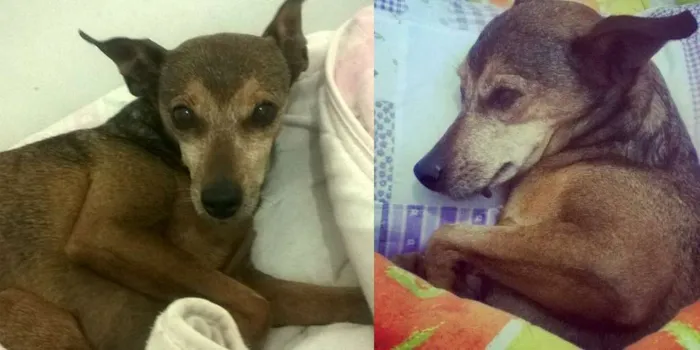 Cachorro ra a indefinida idade 6 ou mais anos nome Lala