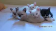 Gatinho