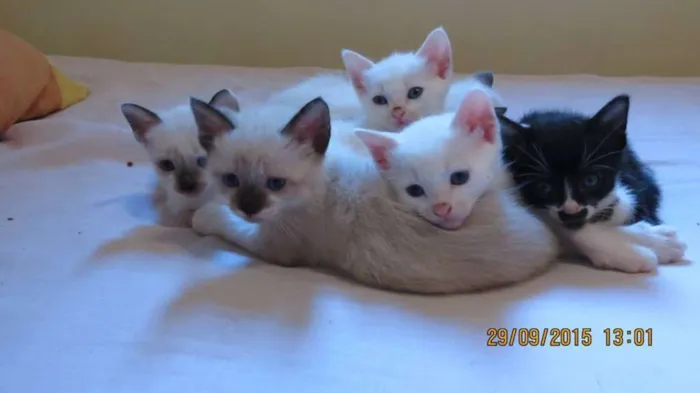 Gato ra a Sem raça definida idade Abaixo de 2 meses nome Gatinho