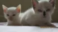 Gatinho