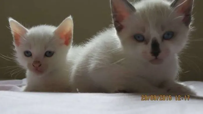 Gato ra a Sem raça definida idade Abaixo de 2 meses nome Gatinho
